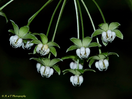 {Asclepias exaltata}
